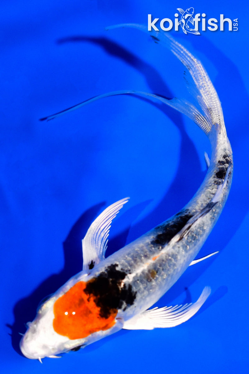 4.75" YAMATO NISHIKI BUTTERFLY