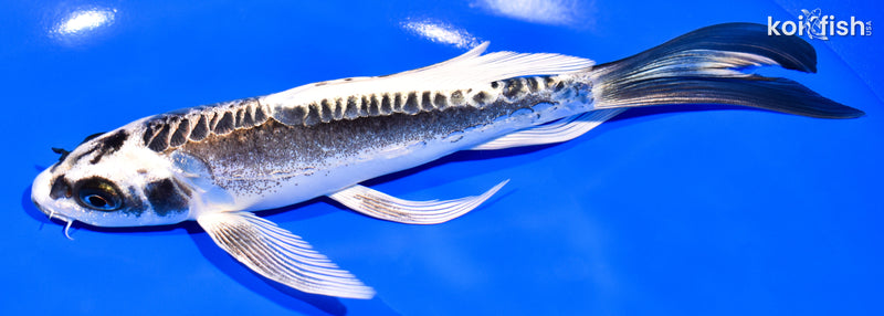 7.75" KIKOKURYU BUTTERFLY