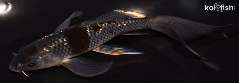 5.5" GINRIN OCHIBA SHIGURE BUTTERFLY