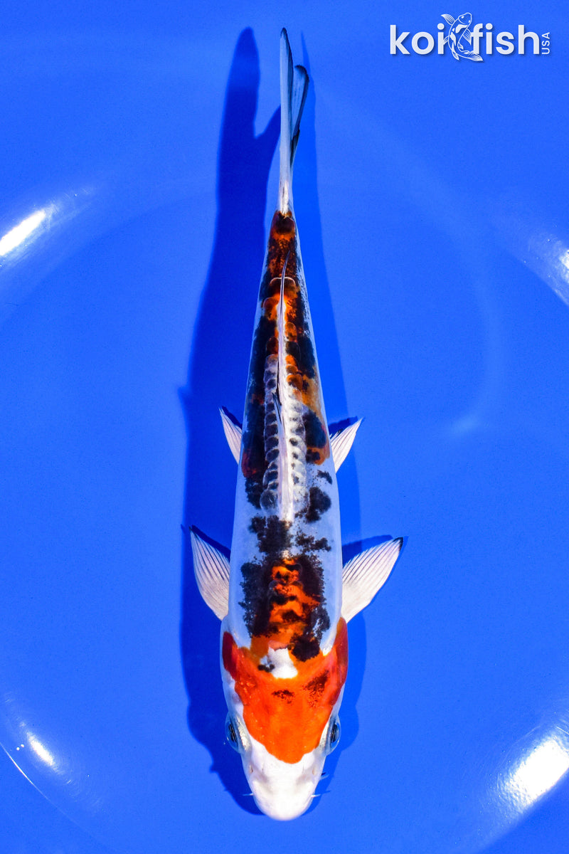 6.25" HEISEI NISHIKI