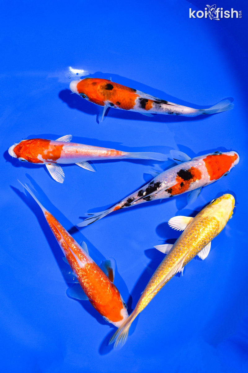 PACK OF (5) 4-5" STANDARD KOI