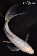 5.5" SORAGOI BUTTERFLY