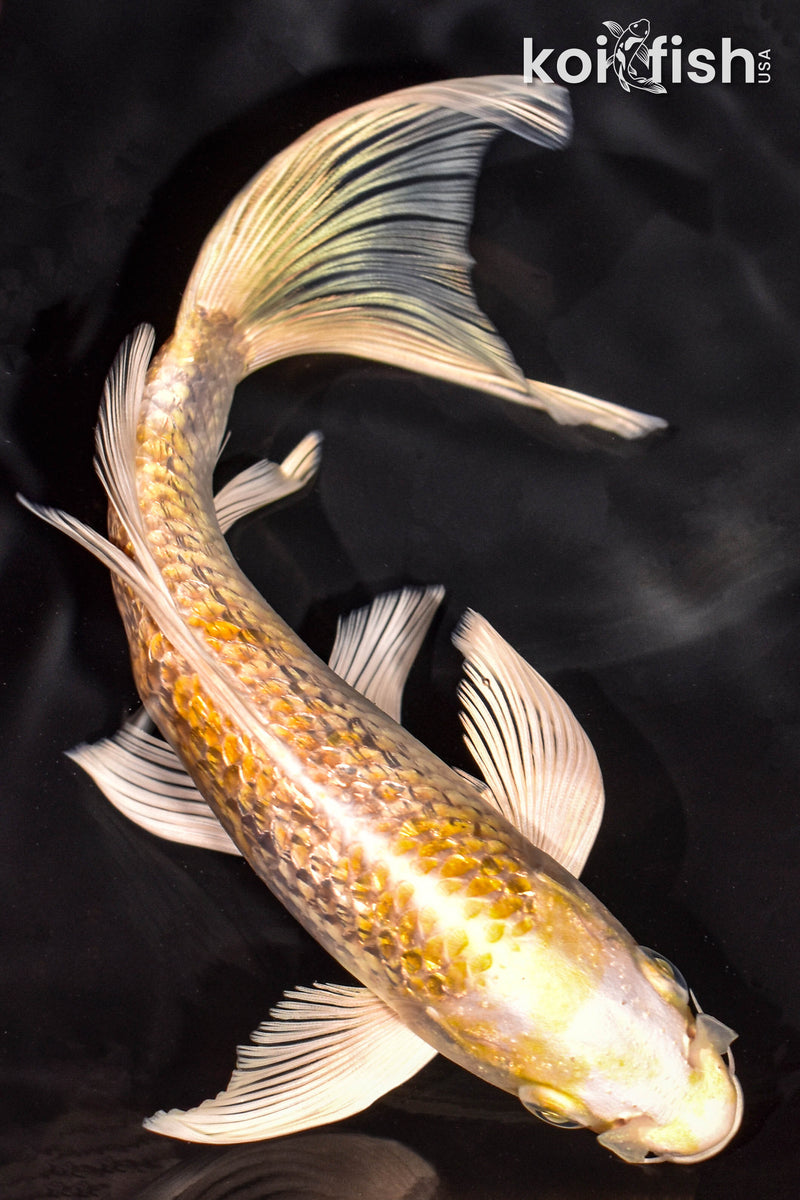 7.25" GINRIN HARIWAKE BUTTERFLY