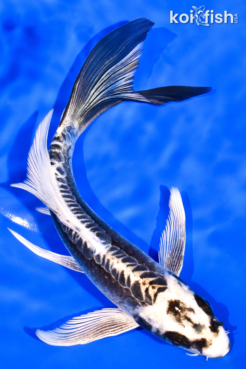 7.75" KIKOKURYU BUTTERFLY