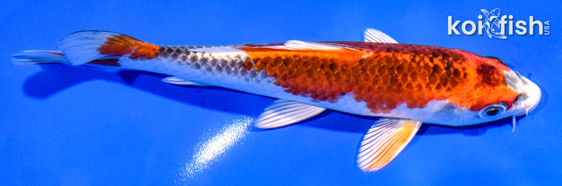 6" KUJAKU