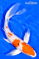 7.75" HARIWAKE BUTTERFLY