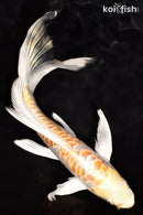 7.5" DOITSU HARIWAKE BUTTERFLY