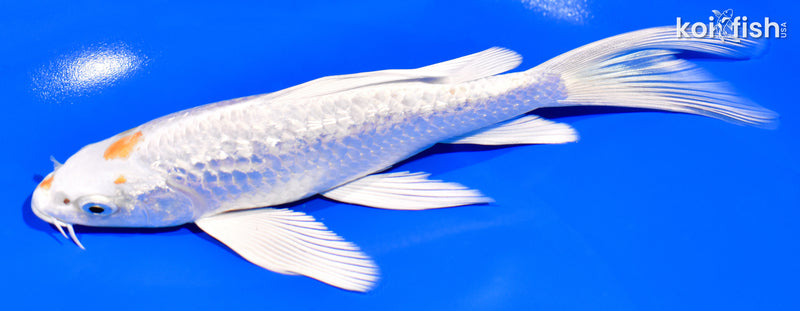7.25" GINRIN HARIWAKE BUTTERFLY