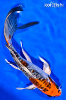 8.25" GINRIN ARAGOKE BENI KIKOKURYU BUTTERFLY