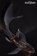 5.5" GINRIN OCHIBA SHIGURE BUTTERFLY