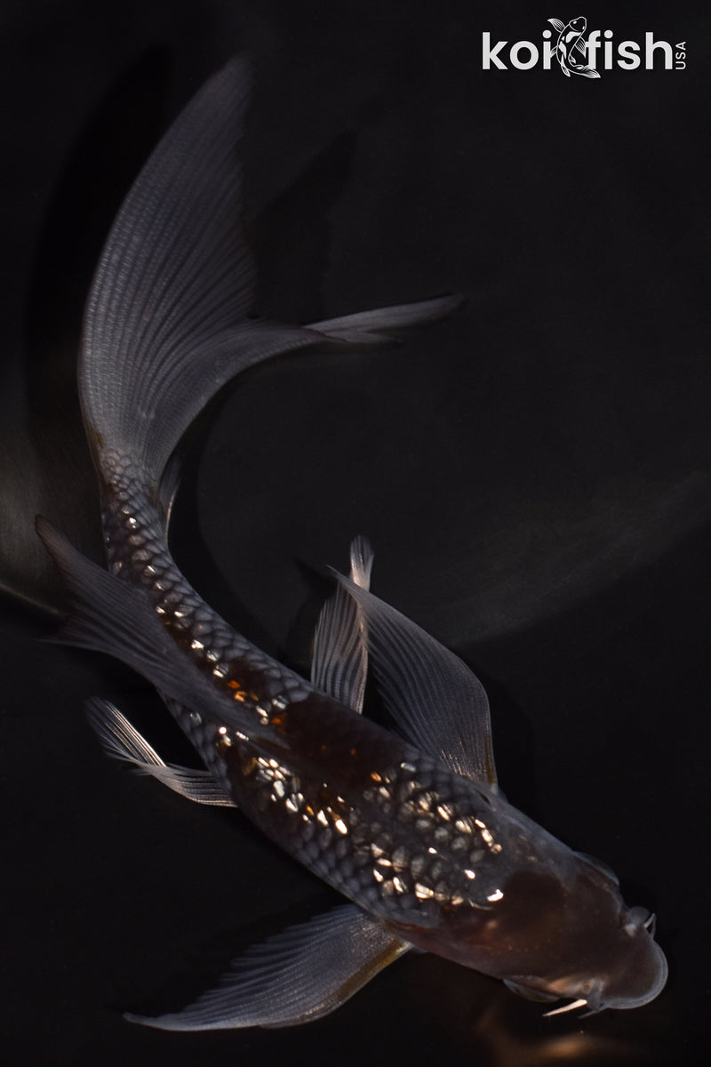 5.5" GINRIN OCHIBA SHIGURE BUTTERFLY