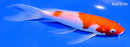 7.25" KOHAKU BUTTERFLY