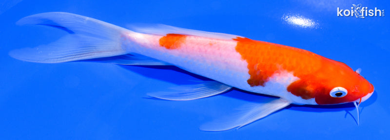 7.25" KOHAKU BUTTERFLY