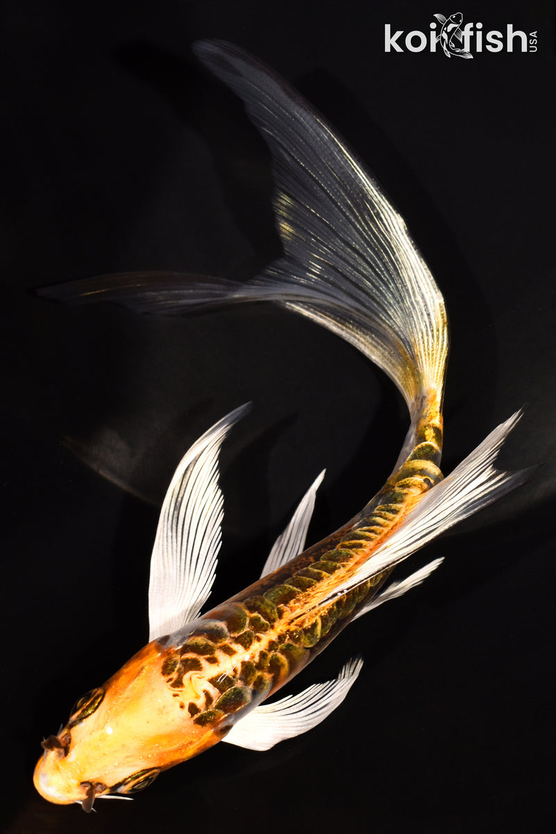 6.5" KIN KIKOKURYU BUTTERFLY