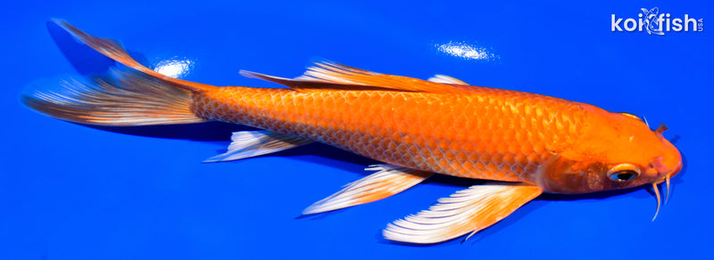 7.75" ORENJI OGON BUTTERFLY
