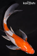 7" OCHIBA SHIGURE BUTTERFLY