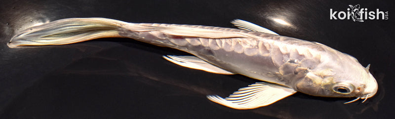 6" DOITSU PLATINUM OGON BUTTERFLY