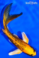 5.5" GINRIN ORENJI MATSUBA BUTTERFLY