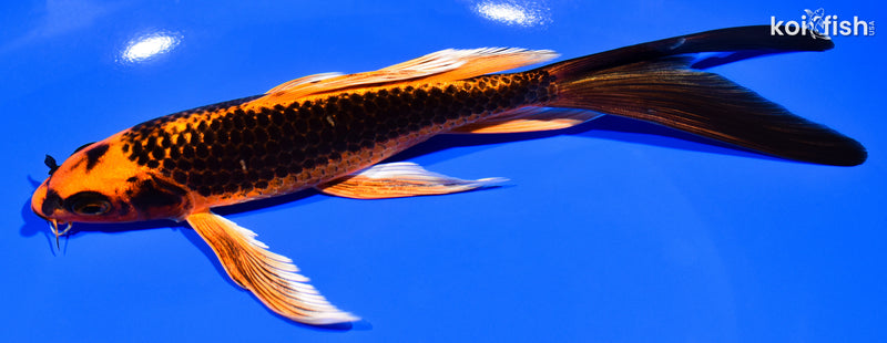7.75" ORENJI MATSUBA BUTTERFLY