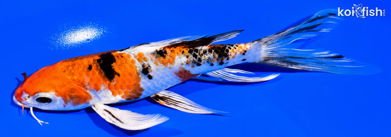 7.25" YAMATO NISHIKI BUTTERFLY
