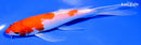 7.25" KOHAKU BUTTERFLY