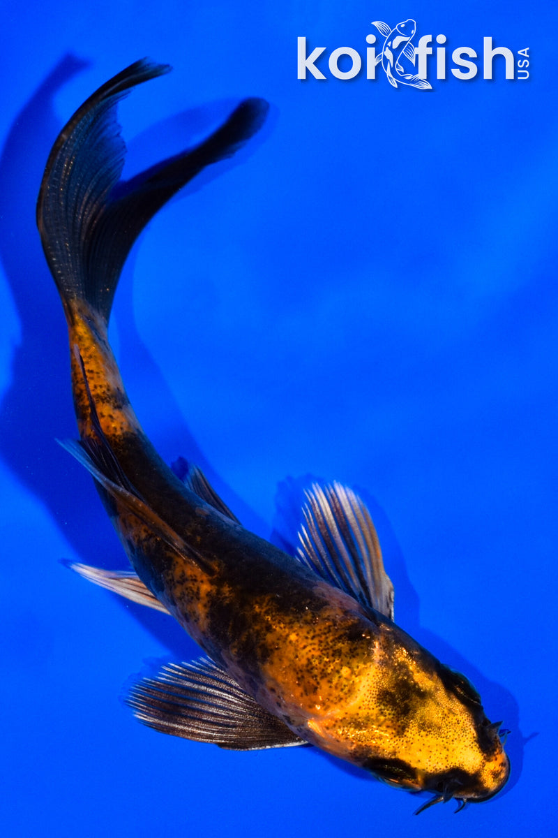 4" KIN HI UTSURI BUTTERFLY
