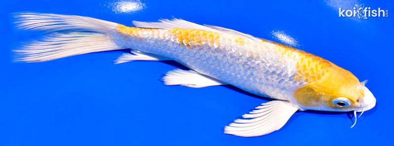 7.75" GINRIN LEMON HARIWAKE BUTTERFLY