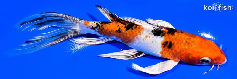 7.25" YAMATO NISHIKI BUTTERFLY