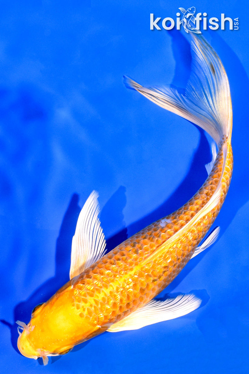 7.5" GINRIN YAMABUKI OGON BUTTERFLY