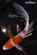 7.5" OCHIBA SHIGURE BUTTERFLY