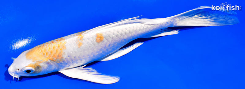 8" HARIWAKE BUTTERFLY