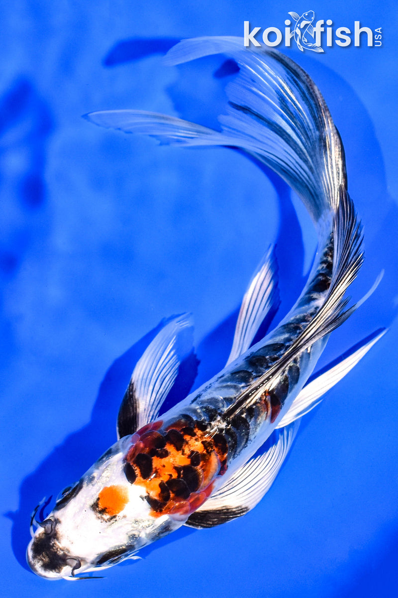 7.75" BENI KIKOKURYU BUTTERFLY