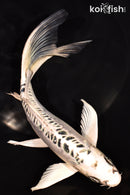 8" DOITSU GIN MATSUBA BUTTERFLY