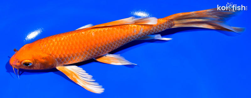 7.75" ORENJI OGON BUTTERFLY