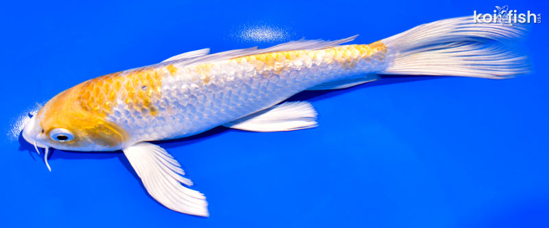 7.75" GINRIN LEMON HARIWAKE BUTTERFLY