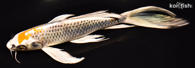 8.25" KUJAKU BUTTERFLY