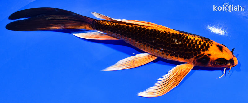7.75" ORENJI MATSUBA BUTTERFLY