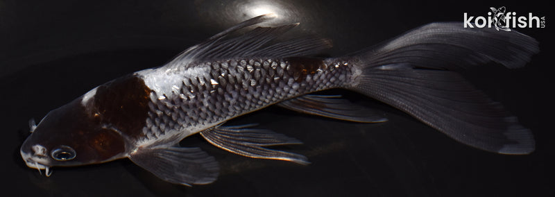 5.75" GINRIN OCHIBA UTSURI BUTTERFLY