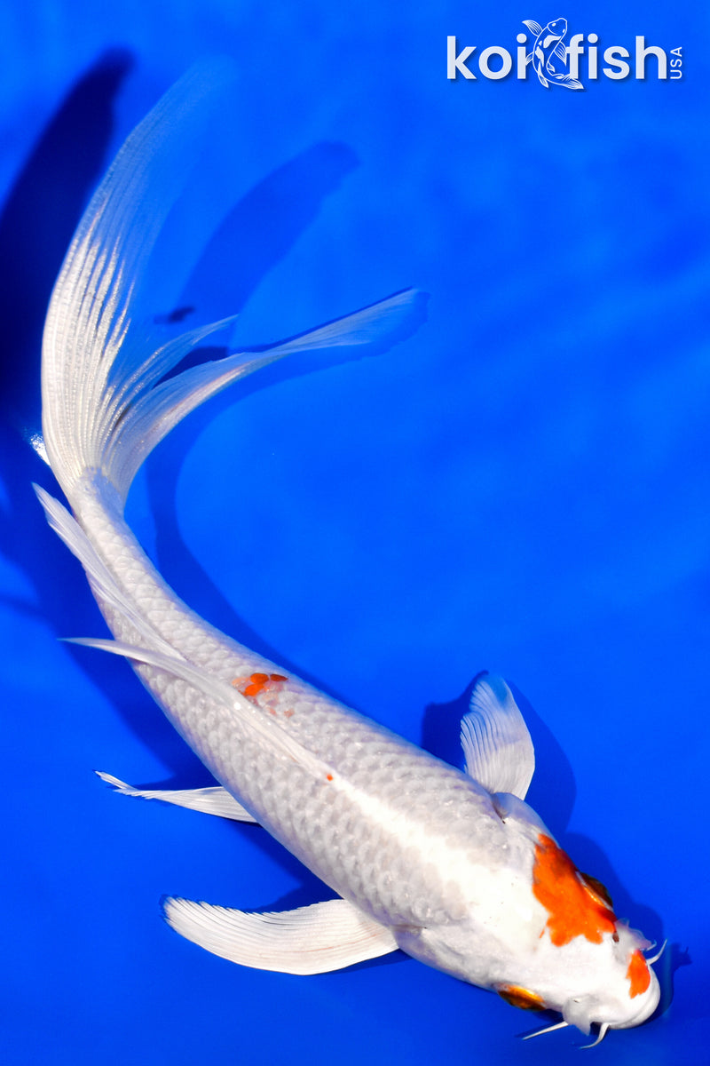 6.75" HARIWAKE BUTTERFLY