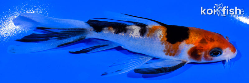 4.25" SANKE BUTTERFLY