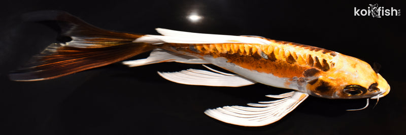 8.5" KIN KIKOKURYU BUTTERFLY