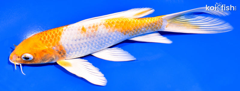 7.75" HARIWAKE BUTTERFLY