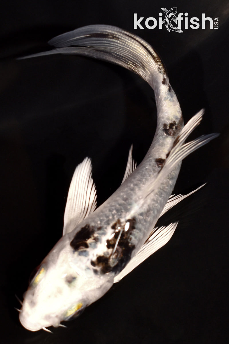 4" GIN SHIRO BEKKO BUTTERFLY