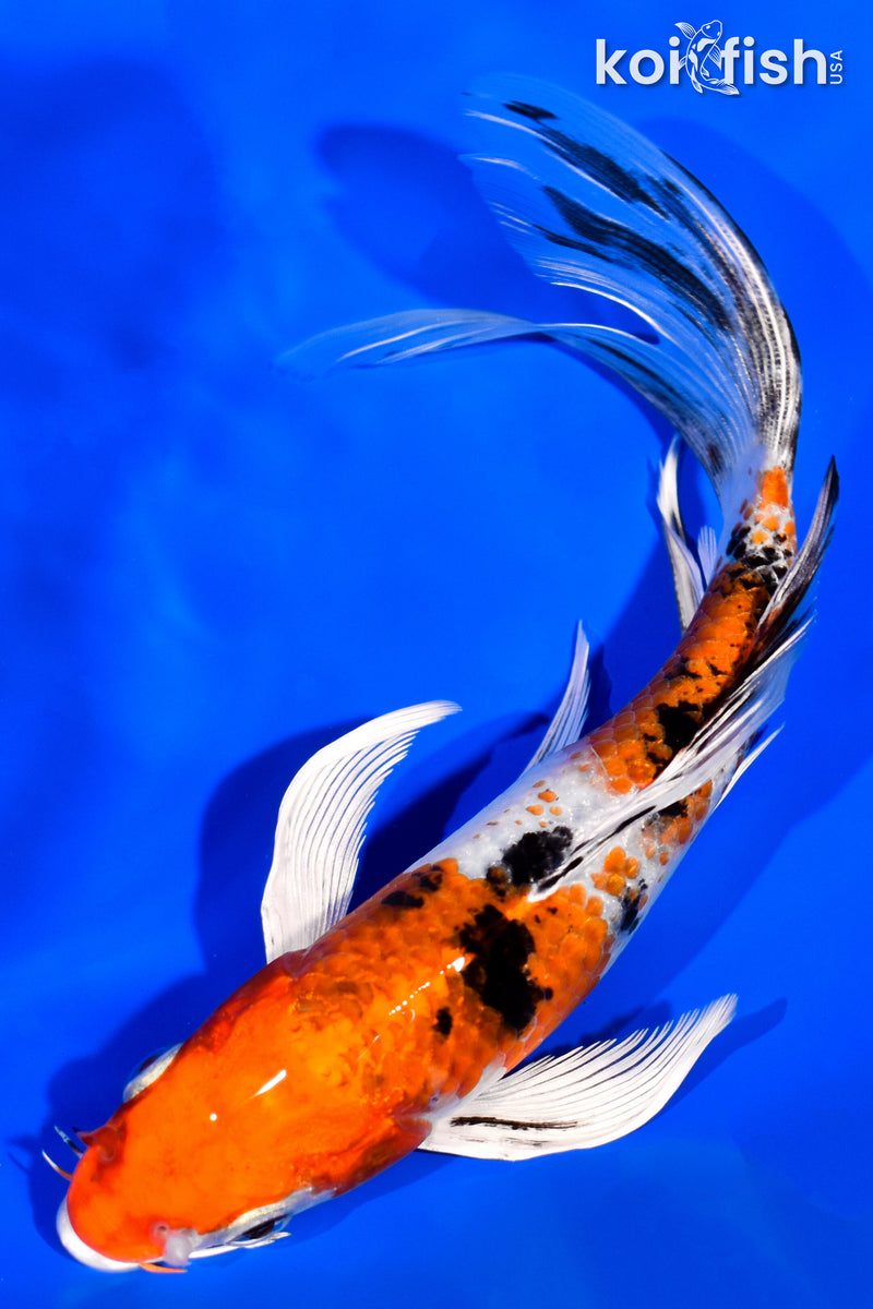 7.25" YAMATO NISHIKI BUTTERFLY