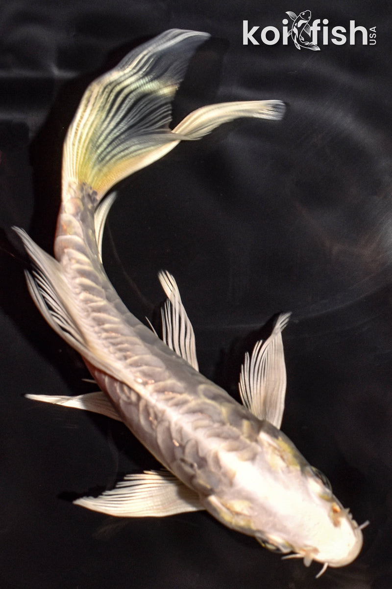 6" DOITSU PLATINUM OGON BUTTERFLY