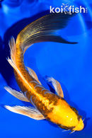 5.75" KIN KIKOKURYU BUTTERFLY