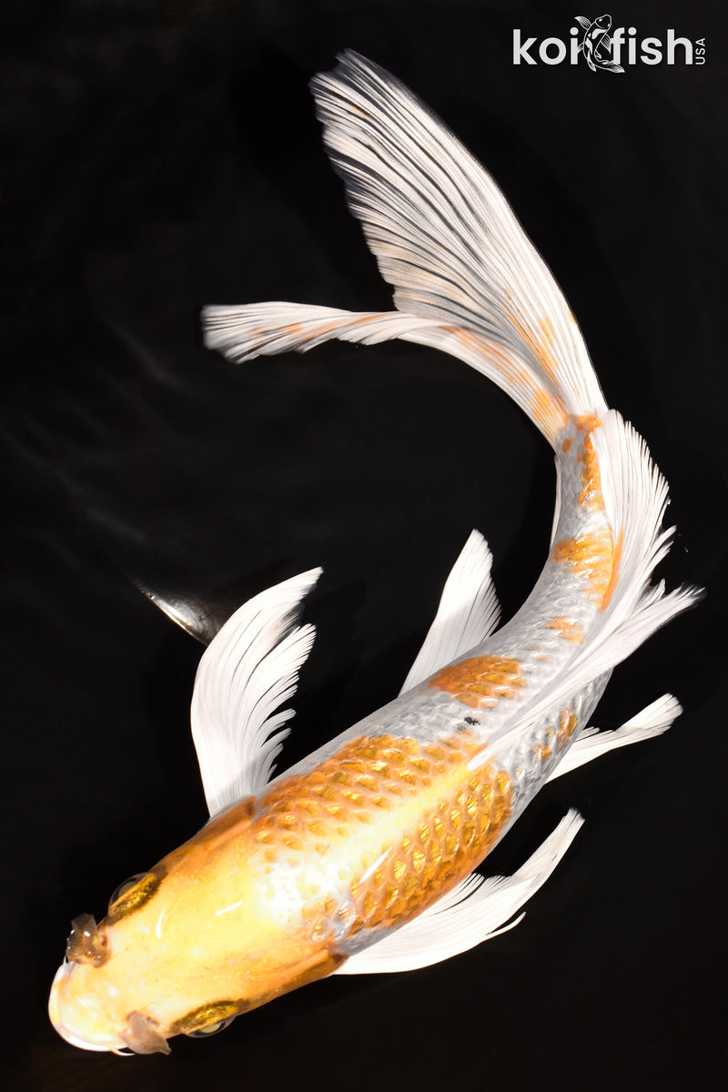 10.5" GINRIN HARIWAKE BUTTERFLY