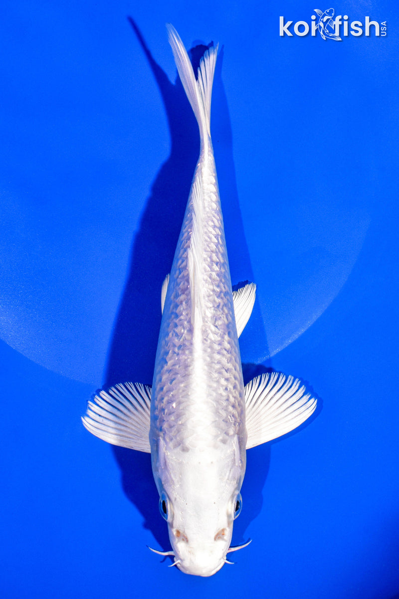 7.5" GINRIN PLATINUM OGON