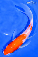 7.25" KOHAKU BUTTERFLY