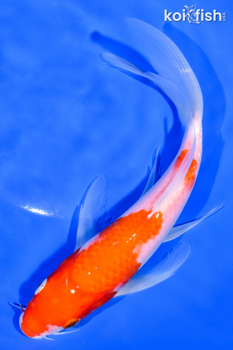 7.25" KOHAKU BUTTERFLY